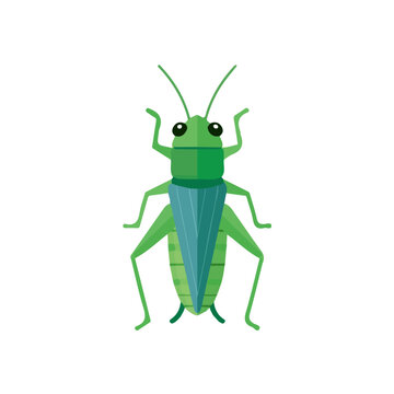 Cricket, 2D flat vector illustration, simple and modern style, isolated on a plain white background.