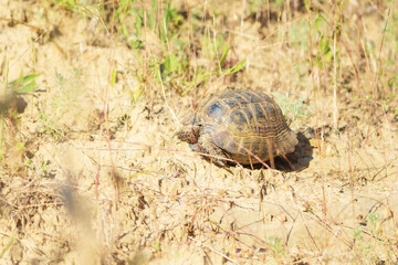 Obraz premium Spur-thighed tortoise in its natural habitat. Sarykum Dune, Dagestan.