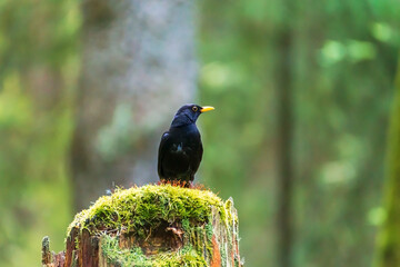 Obraz premium Blackbird on a mossy stump in a spring forest.