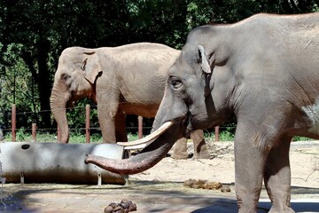 Fototapeta premium éléphant