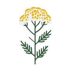 2D flat vector illustration of Achillea Flower, designed in a clean icon style and isolated on a white background. © Antoni