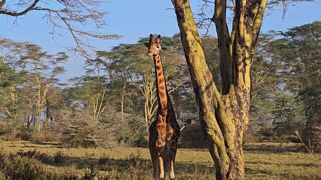 View of a giraffe standing in the savanna near a large acacia tree at Lake Nakuru National Park in Nakuru, Nakuru County, Kenya.