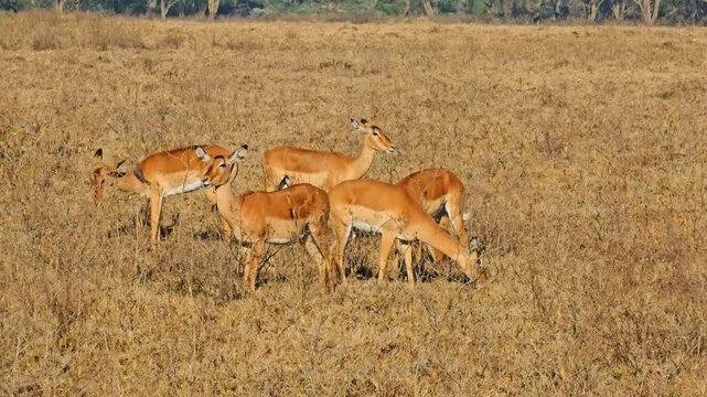 View of a herd of impalas grazing on dry grass under the sun in Lake Nakuru National Park, Nakuru, Nakuru County, Kenya.