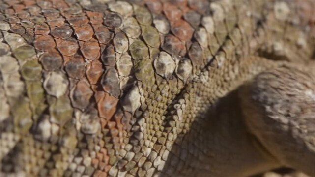 Close-up of a reptile's scaly skin showing texture and pattern in detail
