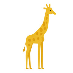 Fototapeta premium Giraffe, modern 2D flat vector illustration in icon style, isolated on pure white background.
