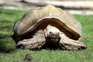 Obraz premium tortue