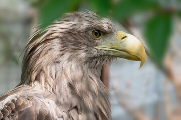 Fototapeta premium Vigilant eagle observing surroundings with intense focus.
