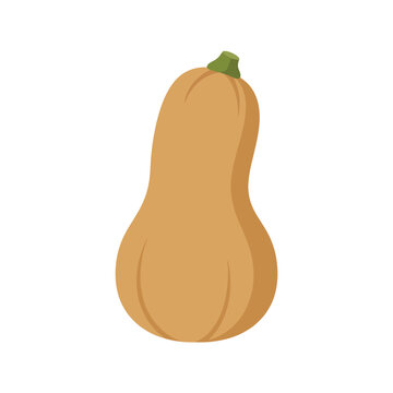 A smooth butternut squash rests against a white background