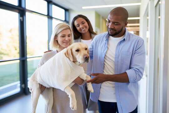 Injured dog wrapped in bandage during veterinary visit with caring owners and veterinarian