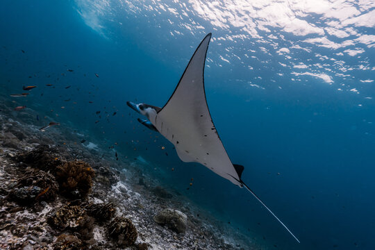 Manta ray glides through calm blue water