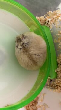Adorable dwarf hamster resting inside green running wheel vertical