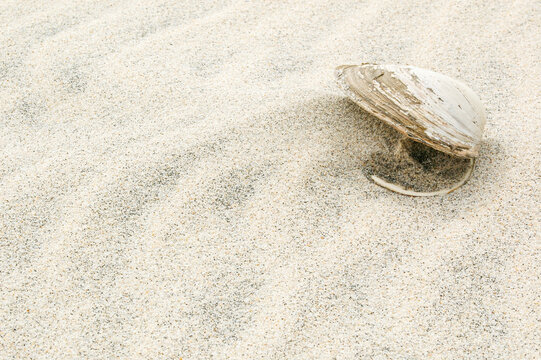 Old weathered open clam shell partially filled with sand on the beach
