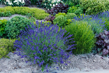 Fototapeta premium Vibrant garden planting featuring flowering lavender, ornamental shrubs, and soft silvery leaves, creating a striking landscape display.