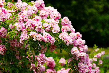 Fototapeta premium 無数のピンクのバラの花