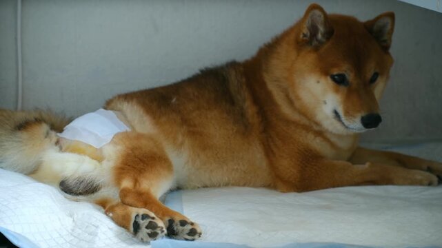 Shiba inu dog lying down recovering in cage after femoral head ostectomy. Animal resting on pet pad with bandage on hip after veterinary procedure. Shiba inu dog recovering after hip resection surgery