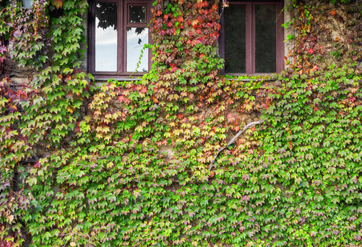Ivy covers rustic facade beneath window