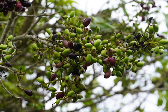 Jamun Java Plum Fruits Ripening on Tree Branch Syzygium Cumini Tropical Fruit