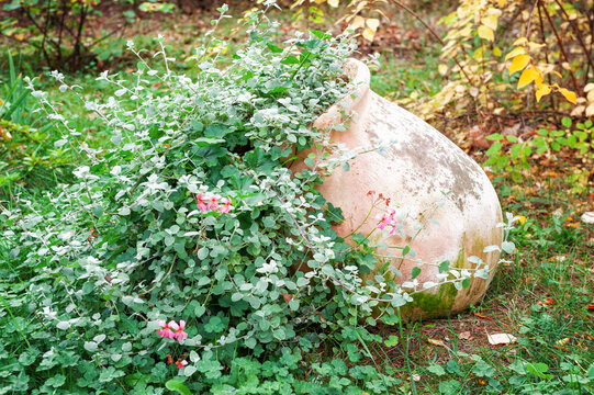 Terracotta planter enhances rustic garden
