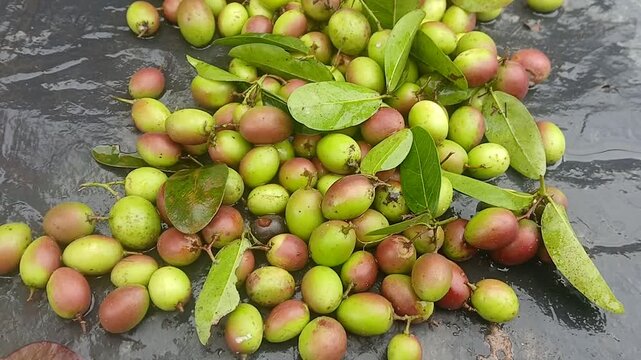 Close up view of Carissa carandas from India.
