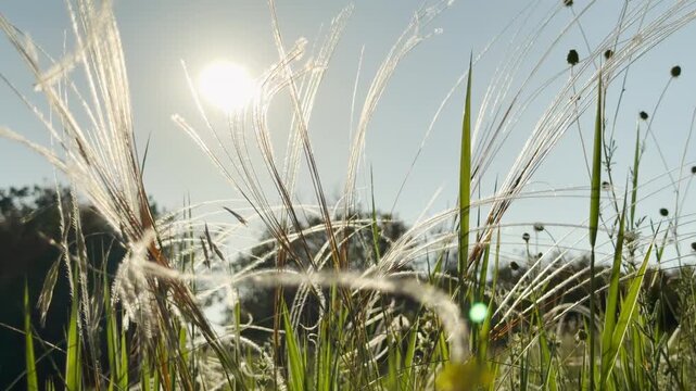 Wispy feather grass sways gently in a summer field. The glowing sunlight creates a dreamy view that fills the heart with pure peace, tranquility, and serene joy.