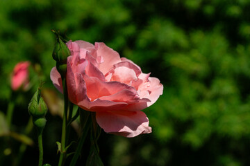 Obraz premium Soft pink rose Queen Elizabeth blooms gracefully in sunlight, its delicate petals unfurling beside small bud, set against rich, blurred green garden background