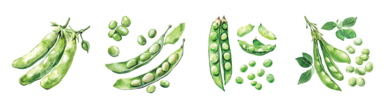 Hand-drawn, Artistic watercolor design of fava beans, hand-painted and isolated on a white background, suitable for print and digital use, EPS file. vector painting