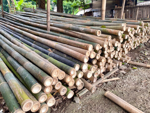 Stacks of bamboo stalks, stacks of natural whole bamboo stalks with parallel stalks at the bamboo trader's collection point.
