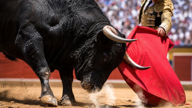 Bullfight Drama: A powerful black bull charges aggressively, its horns lowered, as a matador in traditional attire with a red cape stands ready in a packed arena.