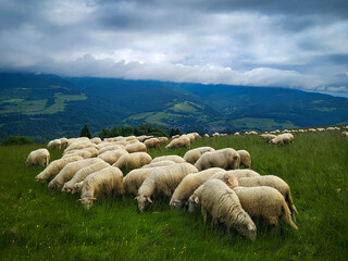 Fototapeta premium sheep in the mountains pieniny