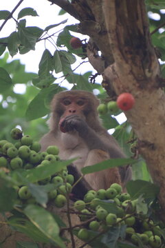 Affe isst Feigen in Nepal und schaut in die Kamera