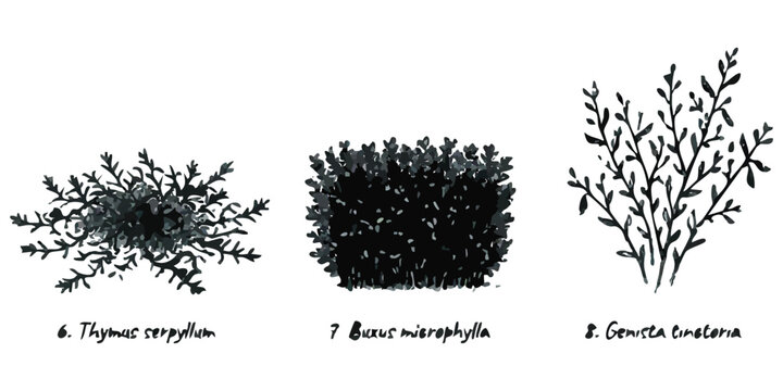 Black and white ink drawing of three different garden shrubs and plants with botanical labels