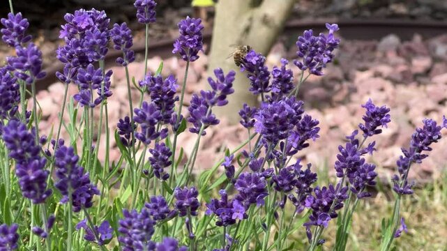 Honey bee collecting nectar and pollinating lavender flower (Apis mellifera)