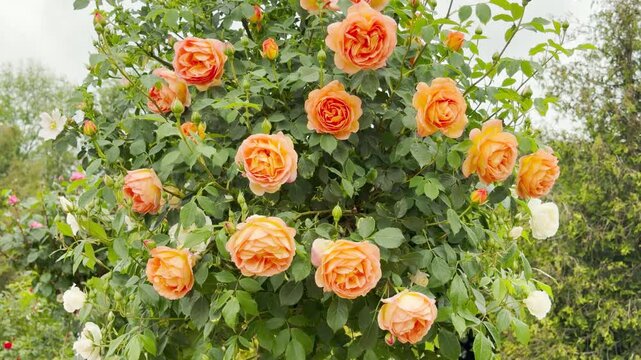 Vibrant orange roses bloom profusely on a leafy bush. These colorful flowers create a warm and cheerful display within the lush garden environment.