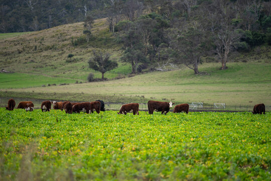 Hereford cattle grazing a lush green forage crop on an Australian farm with scenic hills behind