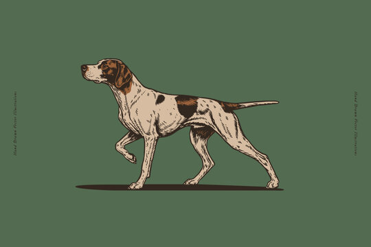 Hand-drawn illustration of an English Pointer dog in classic pointing stance. Vintage engraving style artwork ideal for hunting publications, breed guides, logos, apparel, posters, and pet branding.