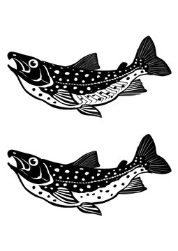 魚イラスト　イワナ　白黒カッティング向けベクター形式　白背景(ベクター及びpngは背景透過)・詳細描写版及びカッティング用簡略化版
