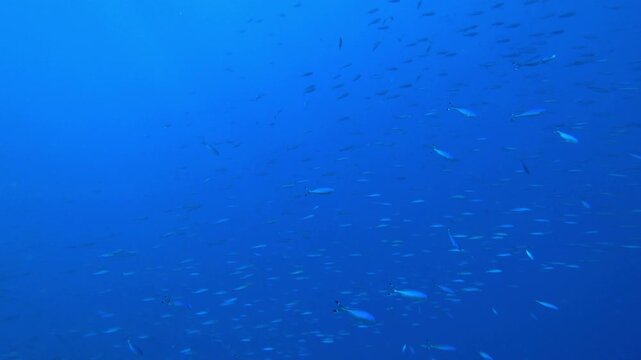 school of fish swims in the blue sea