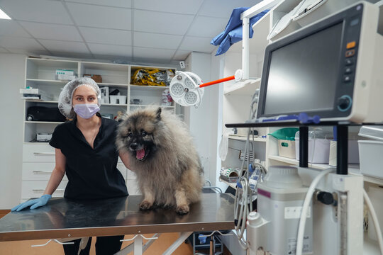Veterinarian wearing a mask and hairnet gently tends to a calm Keeshond dog on an examination table in a modern veterinary clinic