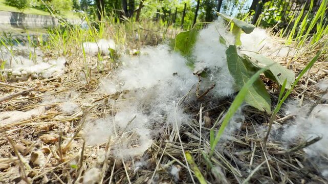 White fluffy poplar fluff accumulates on the dry grass and dirt. Green leaves lie scattered in the pile. The soft seeds coat the ground next to a sunny path on a warm day.