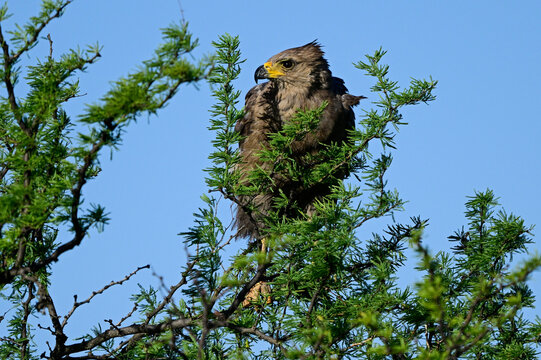 Chaco eagle, or Crowned Solitary Eagle ,Buteogallus coronatus, Endangered Especies, La Pampa Province, Argentina.