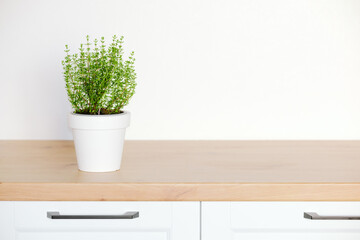 Obraz premium Fresh thyme plant in white pot on wooden kitchen counter with copy space