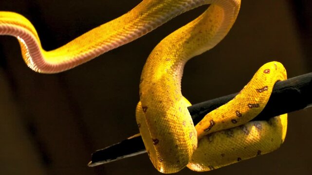 Close up shot of a vibrant yellow tree python snake coiled gracefully on a thin branch against a dark tropical forest background outdoors