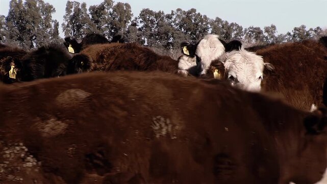 Cattle Herd Close Up In Open Corral At Argentine Pampas Farm - 4K
