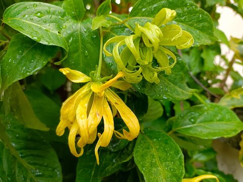Ylang-Ylang flower (ilang ilang), Cananga odorata, yellow petals as long, flat lines that are bent, far fragrant, with water drop of rainy season in ornamental garden. Chiang Mai, Thailand.