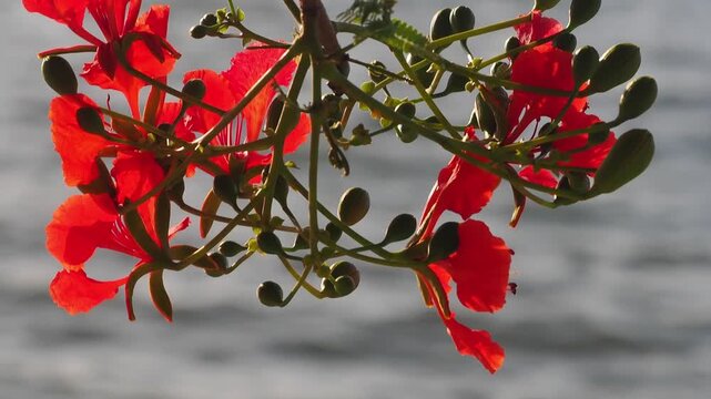 Royal poinciana or peacock flower delonix regia a flamboyant tree with red-orange flowers that bloom during the summer bokeh background with flowing water