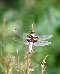 Odonates (odonata) © PHILETDOM