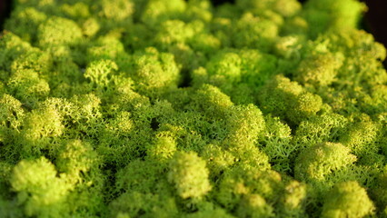 Macro view of vibrant green reindeer lichen moss. Natural preserved moss wall texture backdrop for modern eco friendly interior design, sustainability concept and bio decoration © OksanaFedorchuk