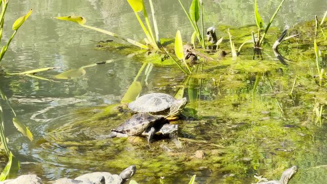 Two red-eared slider turtles stack on top of each other while basking on a bed of green algae. They rest peacefully under bright sunlight in a calm, clear pond environment.