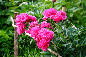 Fototapeta premium Close-up of a vibrant peony flower in full bloom covered with fresh water droplets after rain. Detailed petals and natural green blurred background create a beautiful floral garden scene.