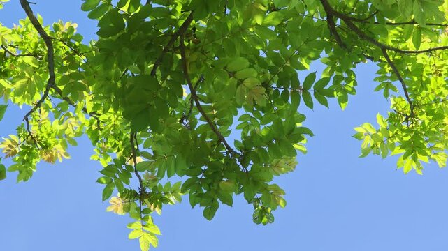 The leaves of trees are beautiful in summer.